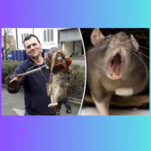 Giant Rats in the UK: Why Sightings Are on the Rise