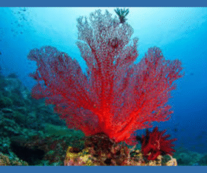 Coral Reefs