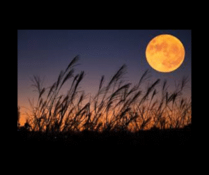 The Harvest Moon 2025: A Bright Beacon of Autumn Nights